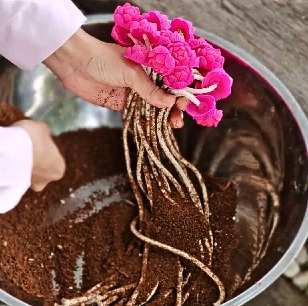 Ancient Thai fragrant rope, a royal recipe, reduces musty odors, kills germs in the air, repels insects, eliminates animal odors, and increases warmth.